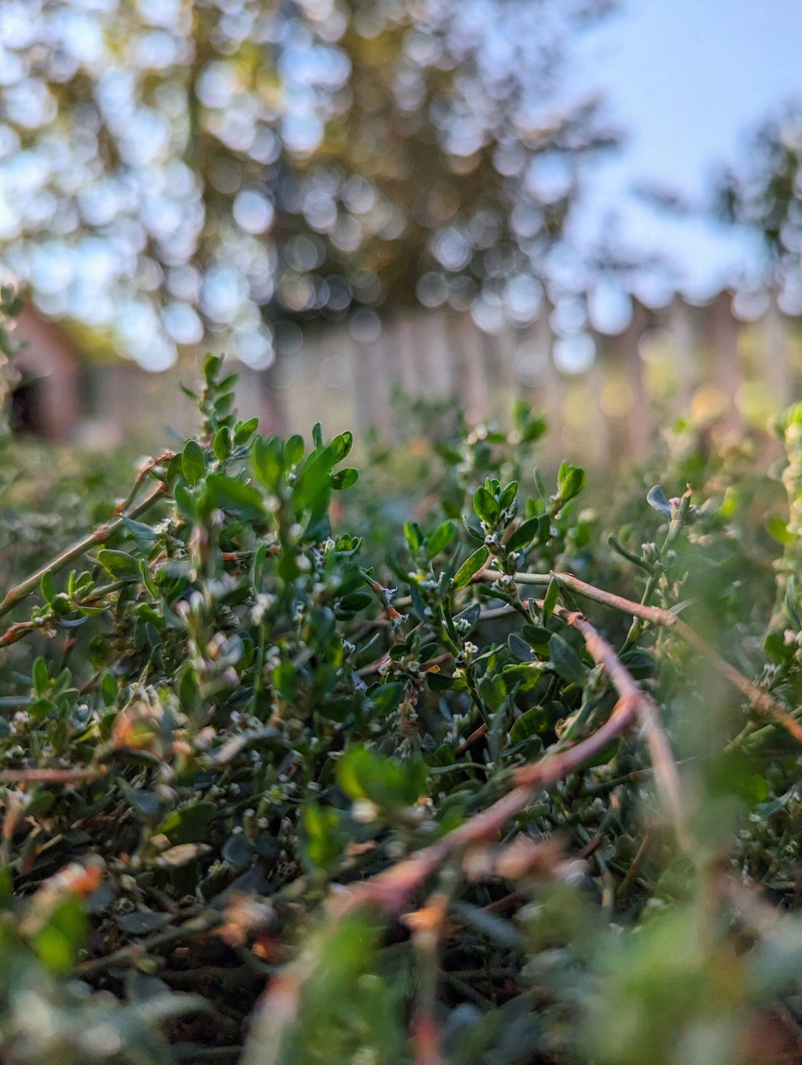 a close up of a small bush in the grass