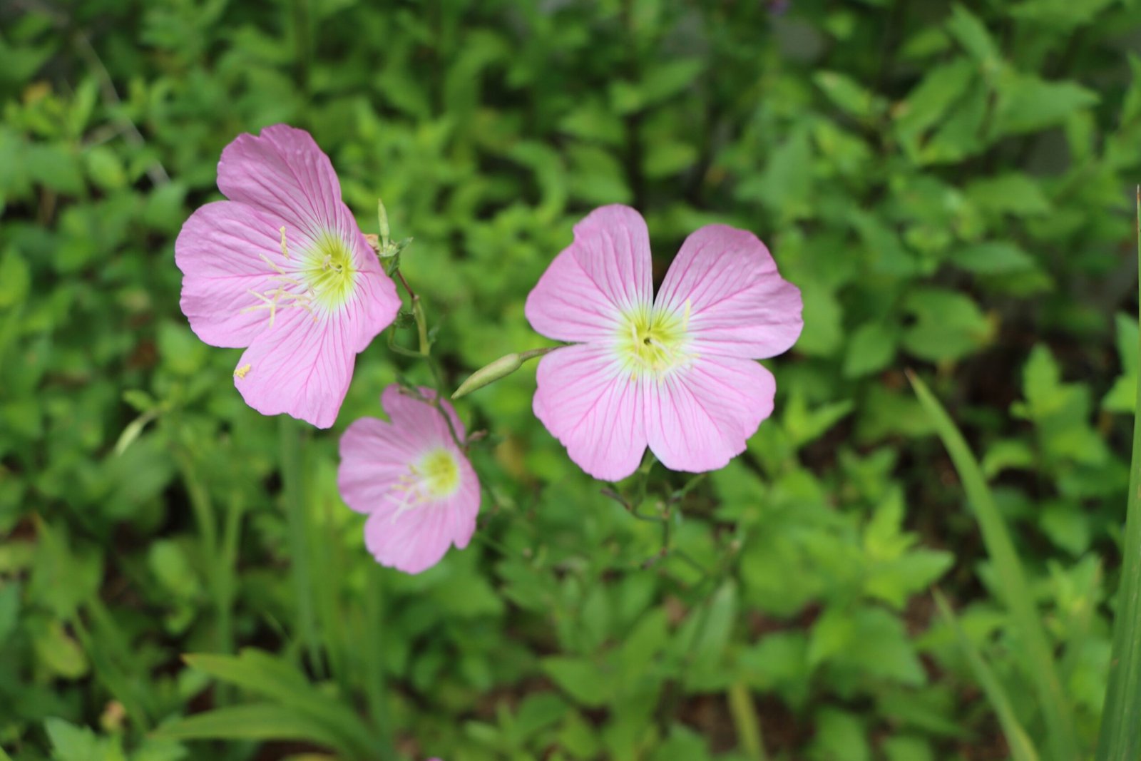 a group of pink flowers sitting on top of a lush green field