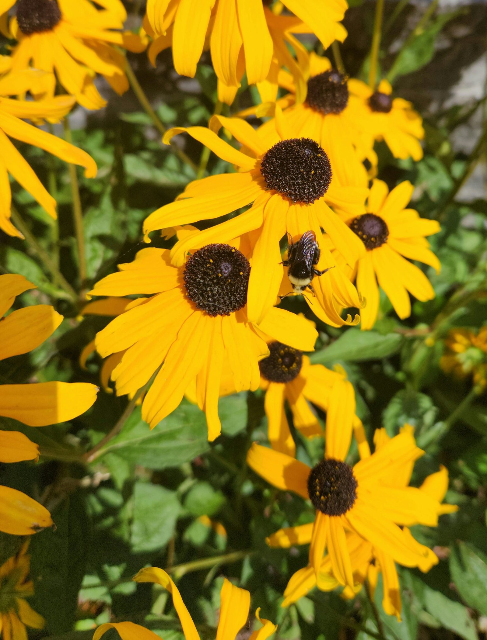 A bunch of yellow flowers in a garden